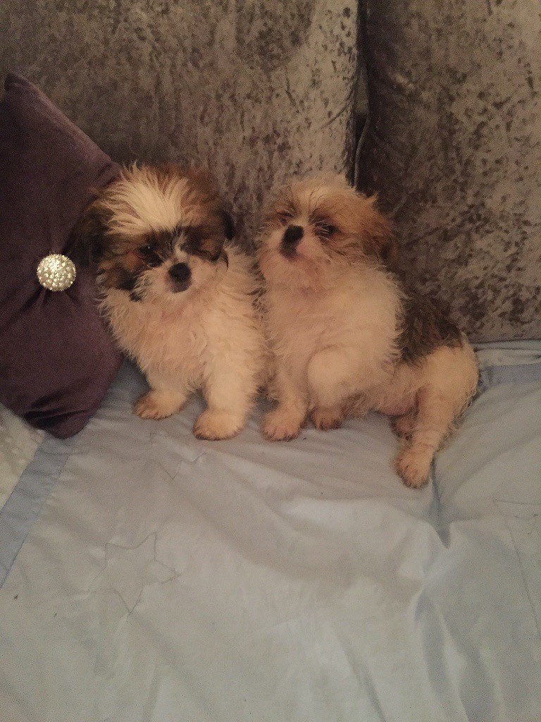 Imperial shitzu puppies in SuttoninAshfield, Nottinghamshire Gumtree