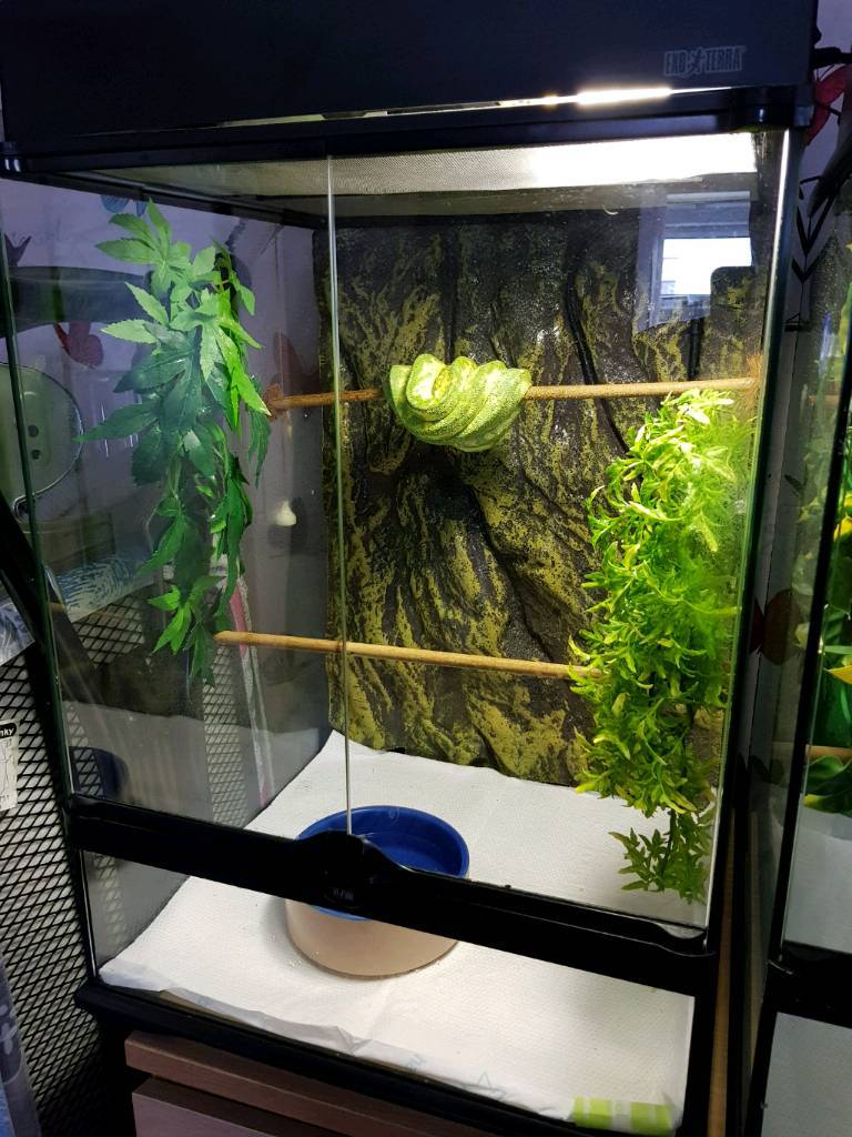 green tree python and full setup | in Derby, Derbyshire | Gumtree