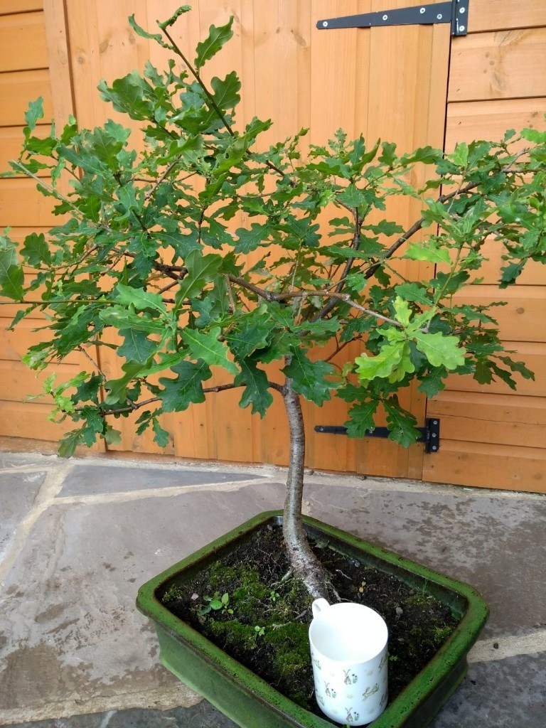Bonsai Tree Oak in Featherstone, West Yorkshire Gumtree