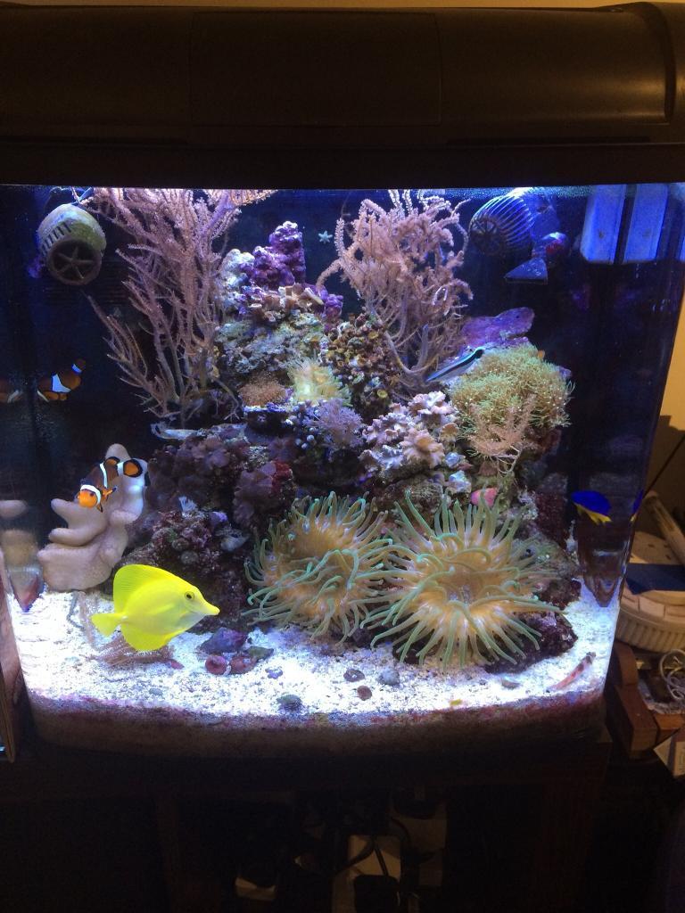 Kent marine aquarium fish tank bespoke fitted Aquaray LED lights