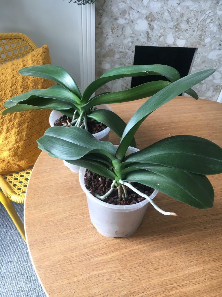 2 large orchid plants in Islington, London Gumtree
