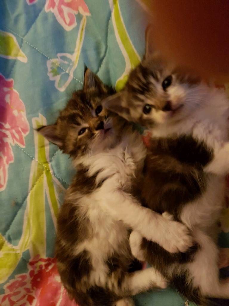 9-week-old-kittens-in-northolt-london-gumtree
