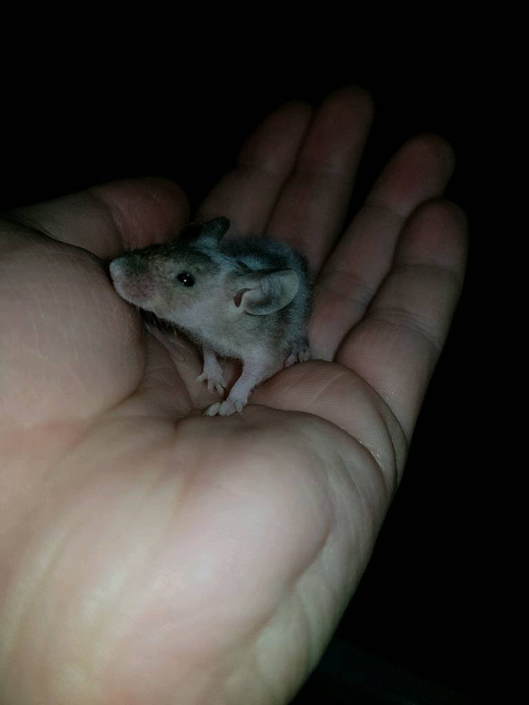 Super tame female fancy mice in Tonypandy, Rhondda Cynon Taf Gumtree