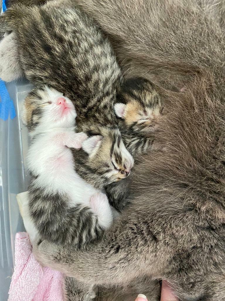 British blue cross kittens in Birchgrove, Cardiff Gumtree