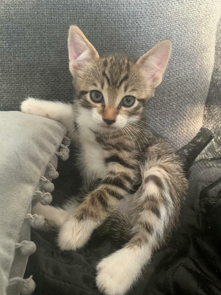 Beautiful BENGAL X MAINE COON kitten in Hoxton, London Gumtree