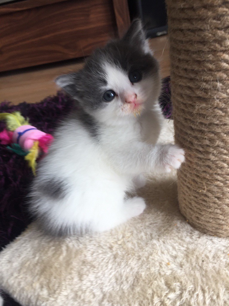 Beautiful Ragdoll X Kittens in Dumfries, Dumfries and Galloway Gumtree