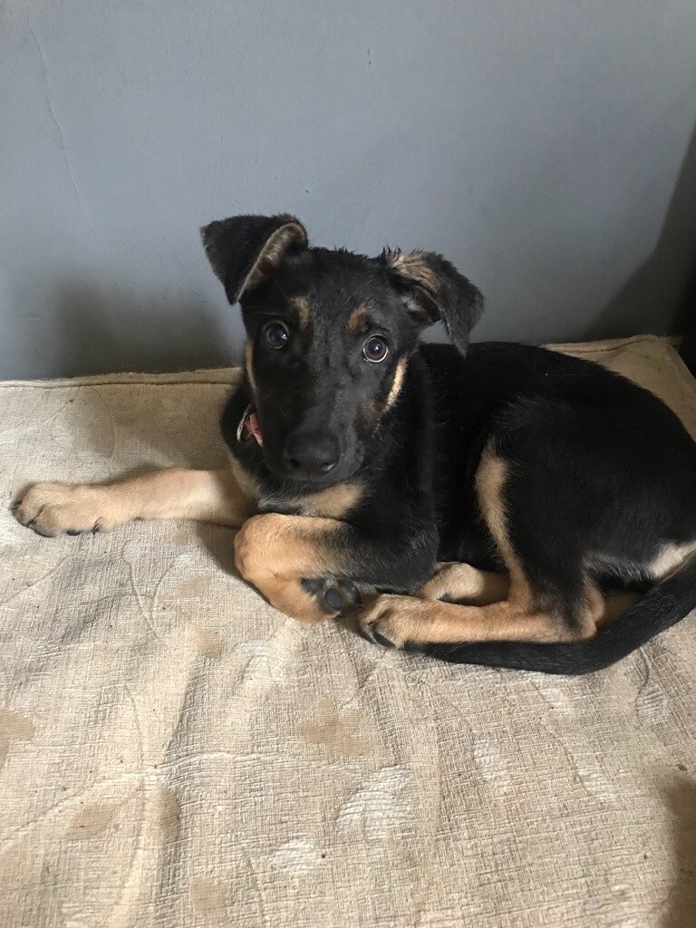 10 week old German Shepard x Doberman puppy in Openshaw, Manchester