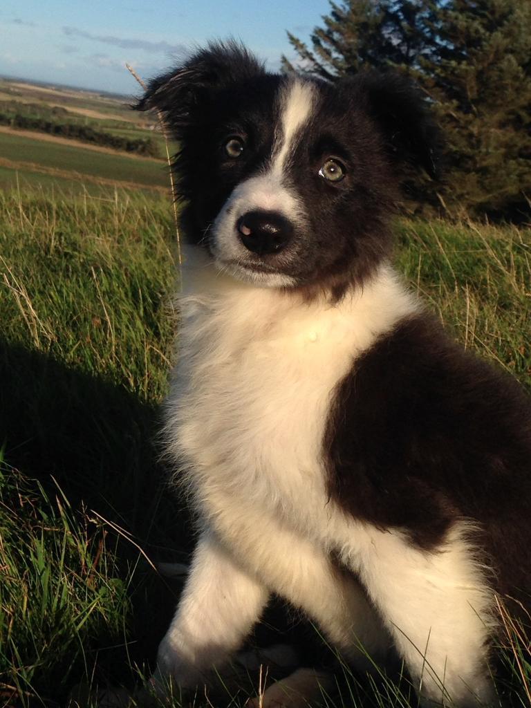 Sold Border Collie Puppy Boy Pup Both Injections Health