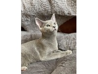 Russian blue male 