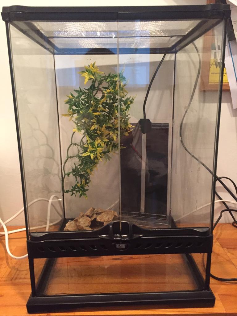 Glass Exo Terra Terrarium, heater, rock home & plastic plant in Plymouth, Devon Gumtree