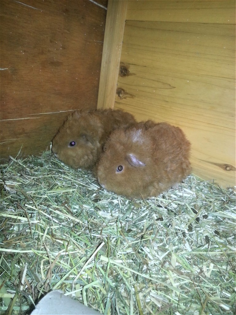 Two Lunkyara x Merino curly haired guinea pigs in Ballyclare