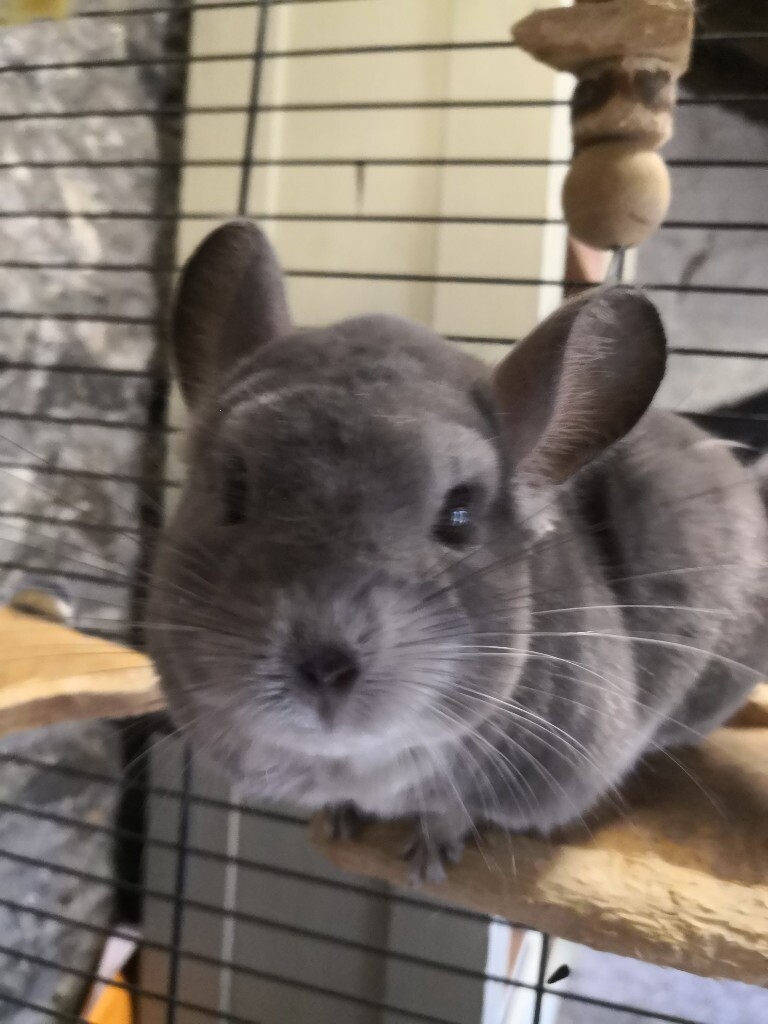 Female chinchilla, young, with cage and accessories in Wick, Highland