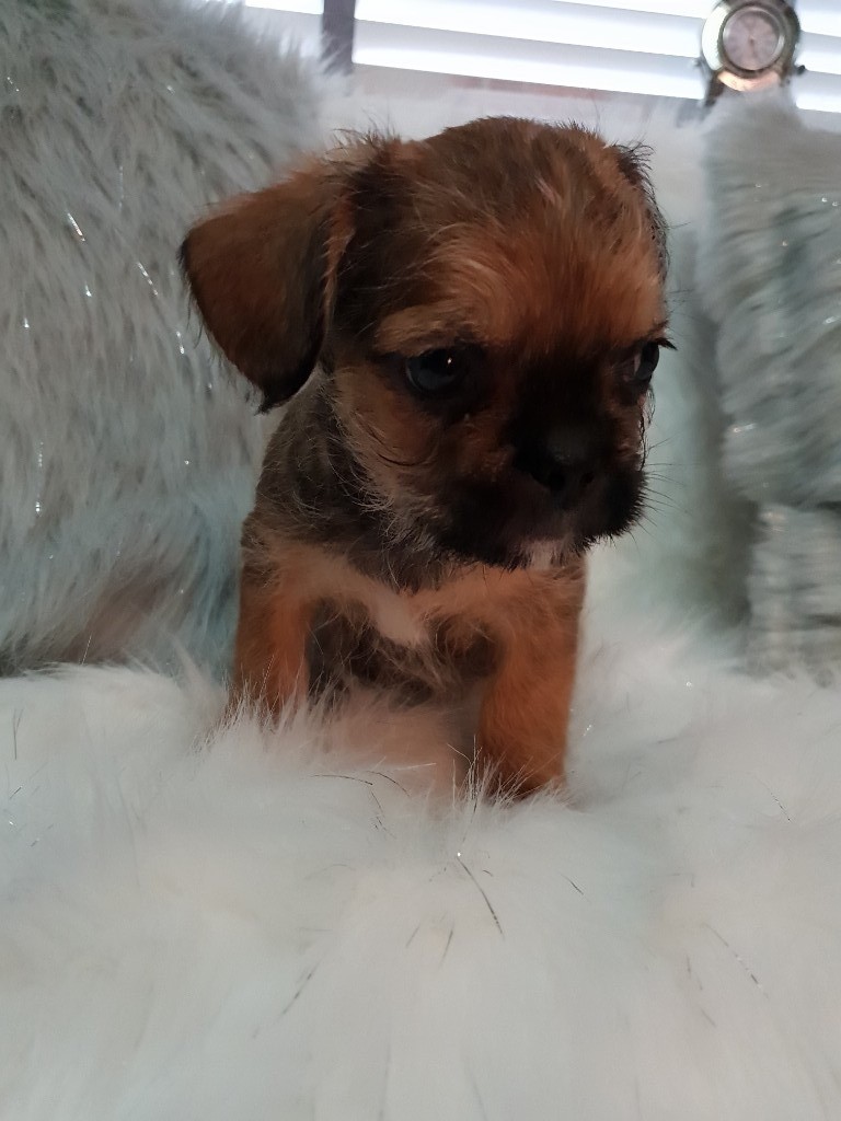 Shitzu/ French bulldog male puppy | in Knottingley, West Yorkshire