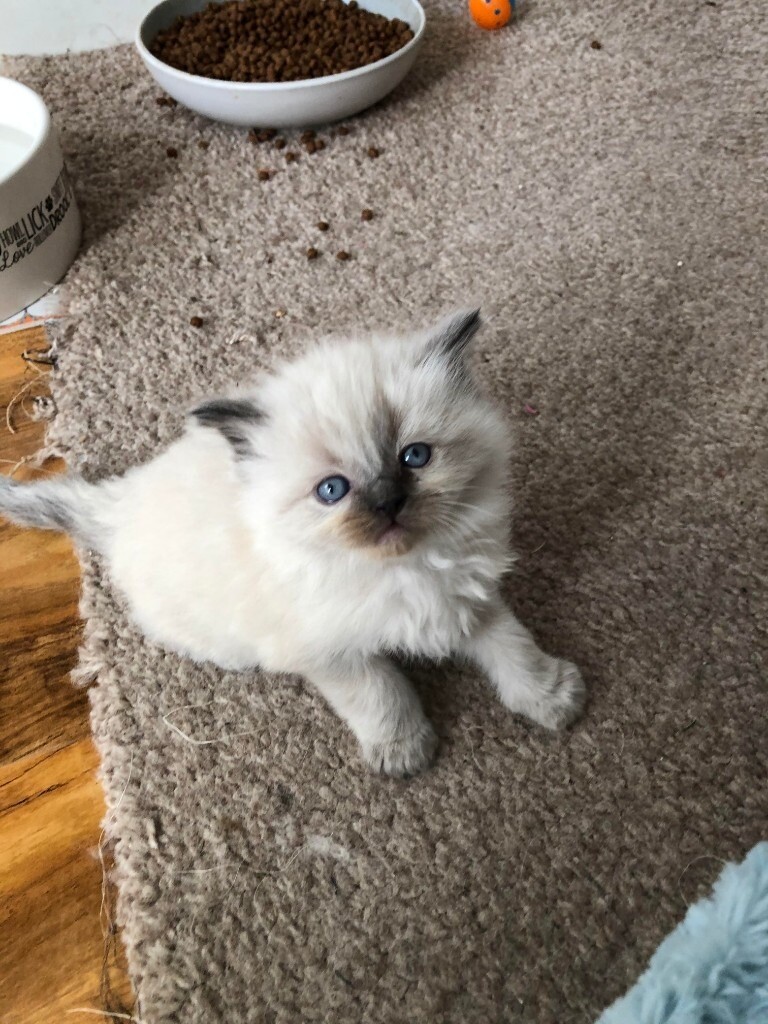 Beautiful Pure Ragdoll Kittens everyone’s sold now in Portlethen