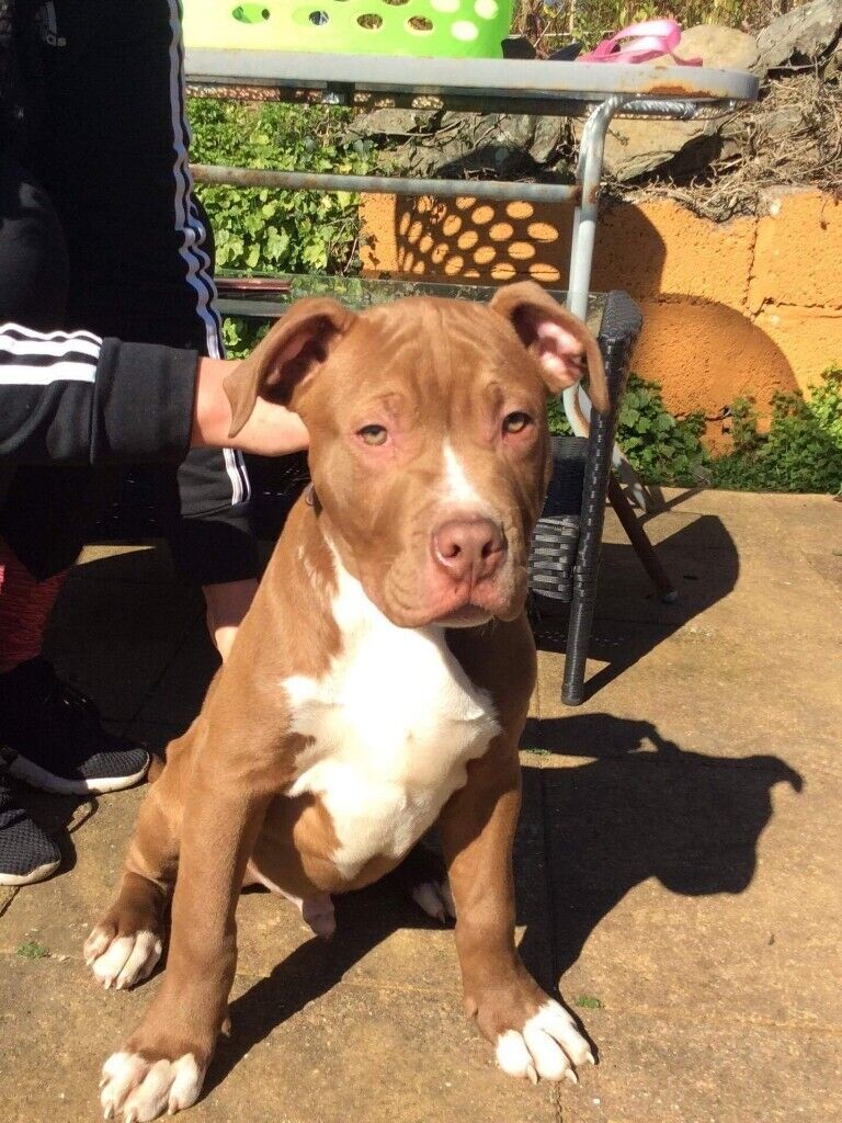 Xl American bully puppy 16 weeks old male in Porth