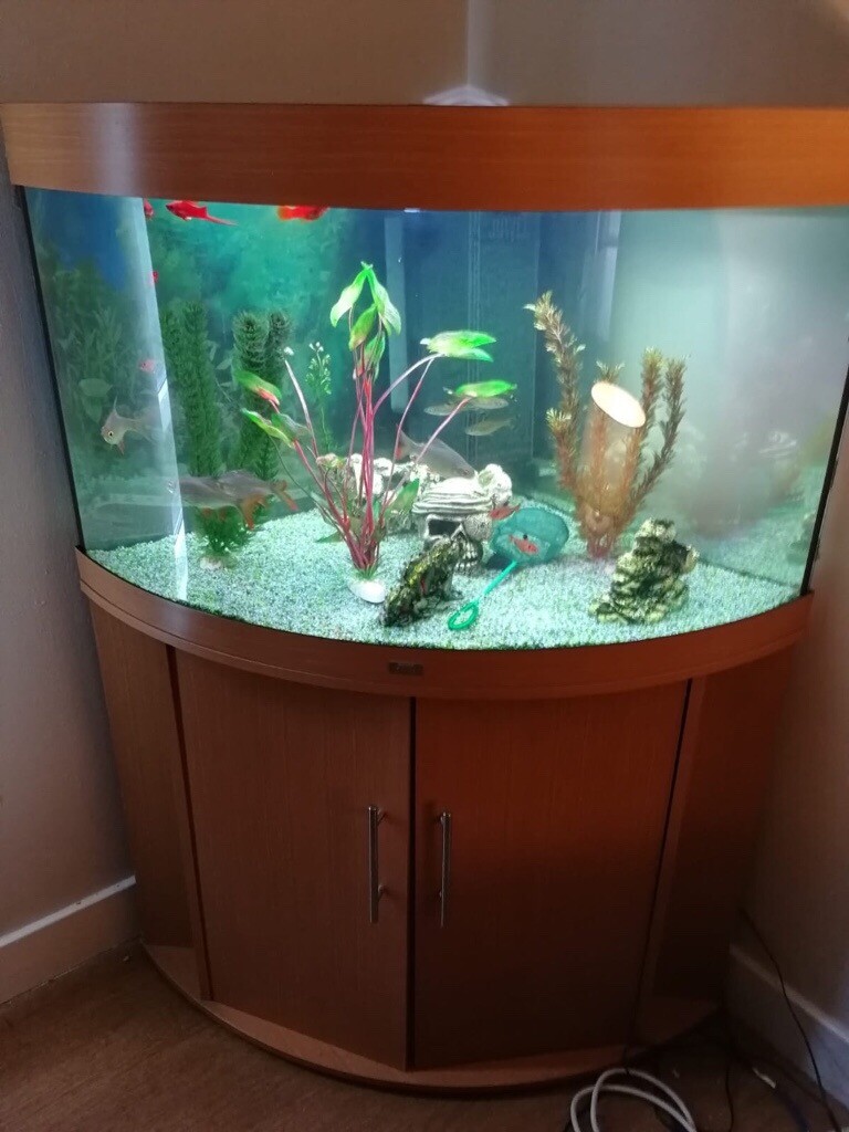 Corner fish tank (large) in Kelvinbridge, Glasgow Gumtree