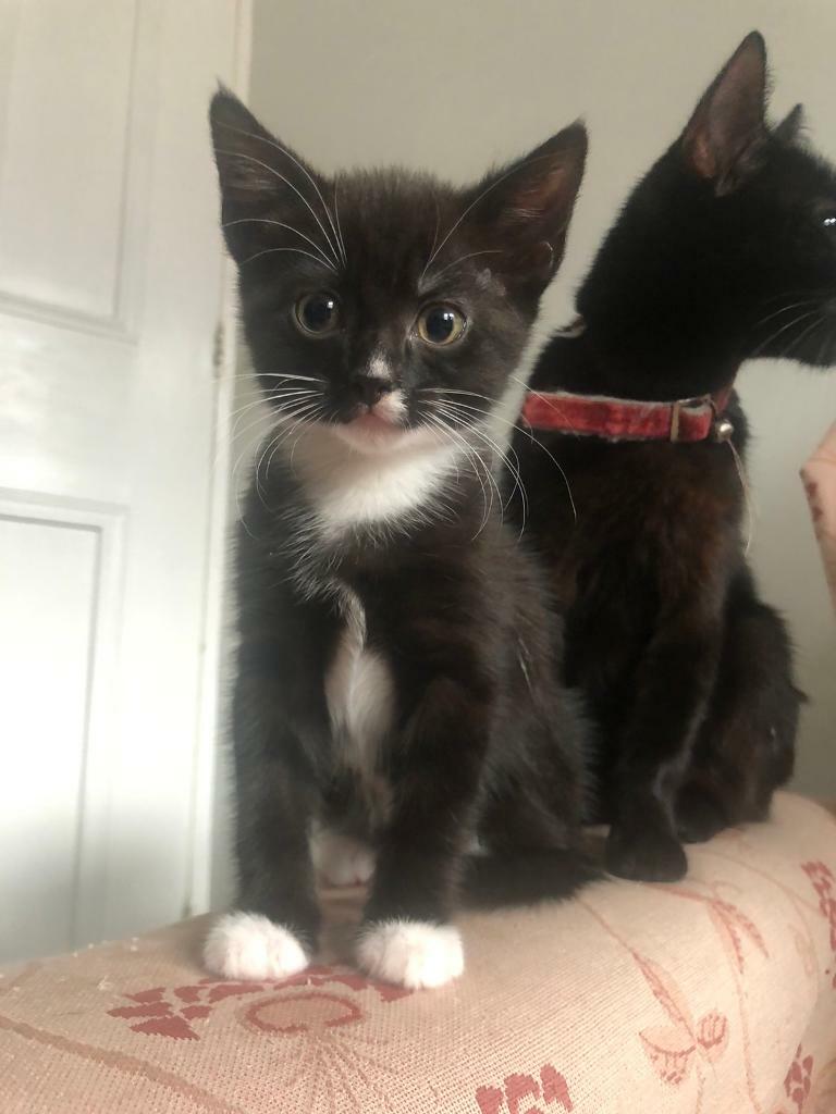 Female kitten for sale in Harehills, West Yorkshire Gumtree
