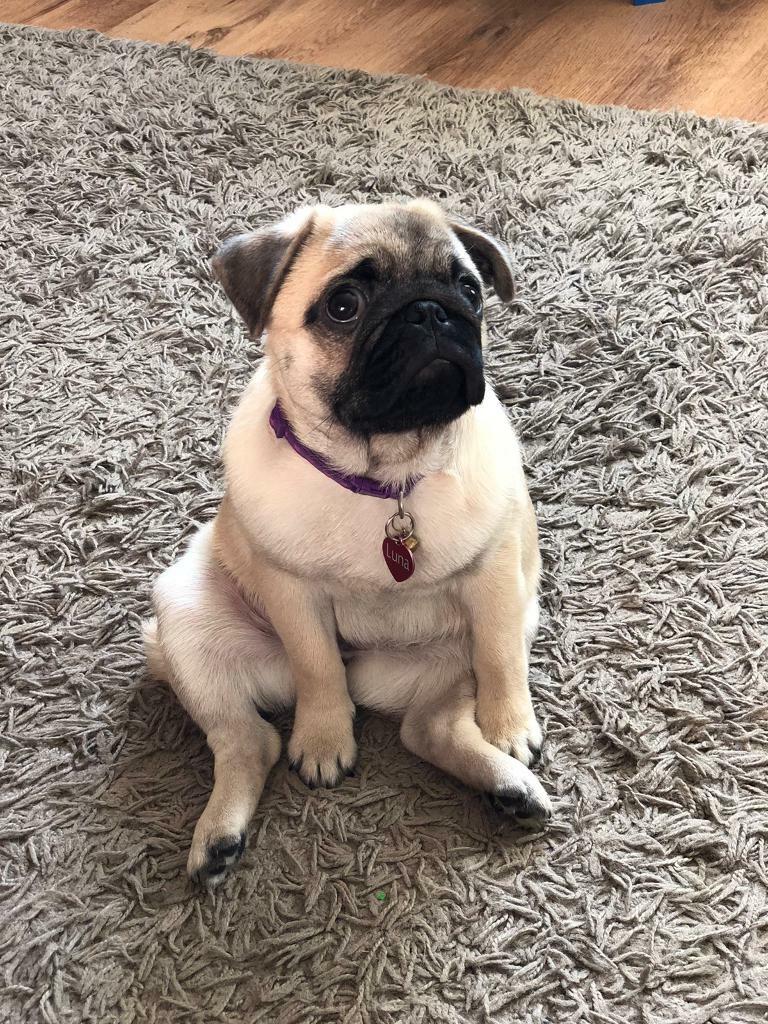 Female Pug Puppy For Sale in Romsey, Hampshire Gumtree
