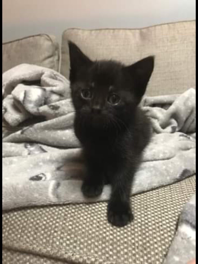 Beautiful kittens for sale in Cumbernauld, Glasgow Gumtree