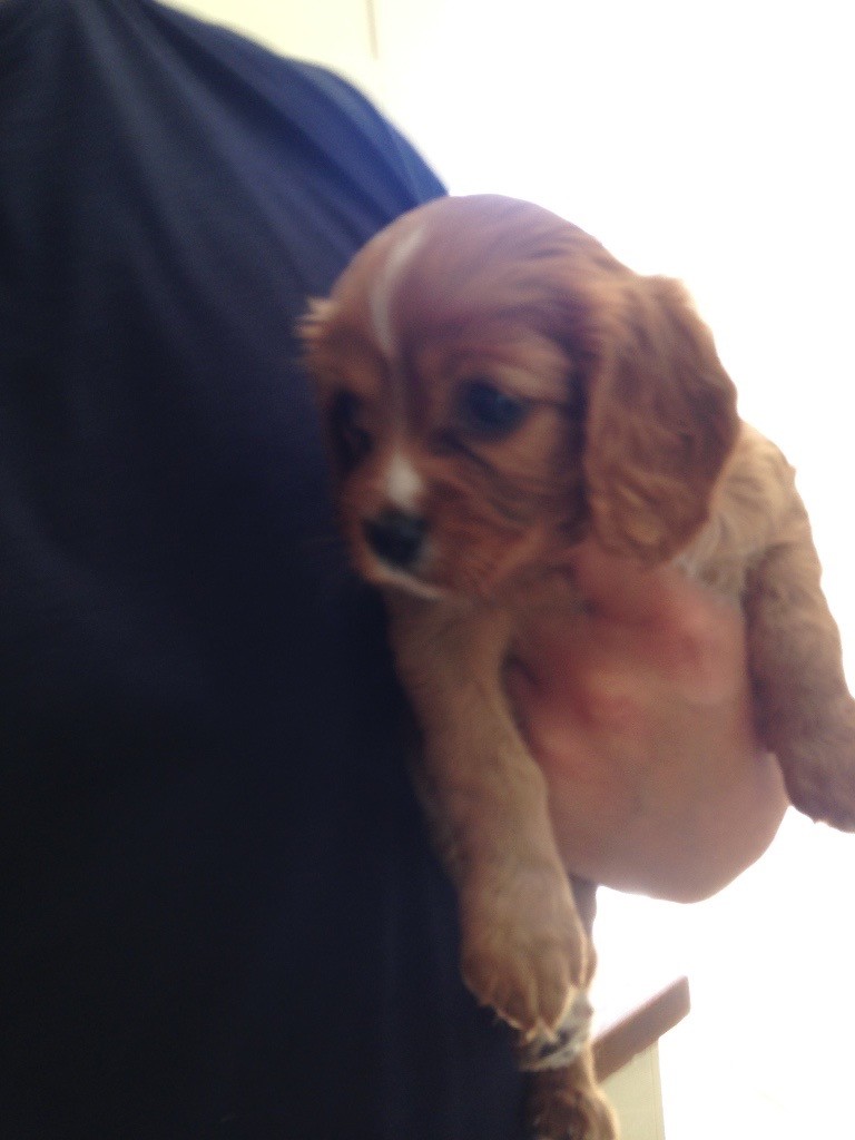 King Charles spaniel puppy for sale | in Marton-in-Cleveland, North