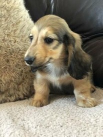 Merle And Tan Pug Cream Mini Dachshund Boy In Clacton On Sea