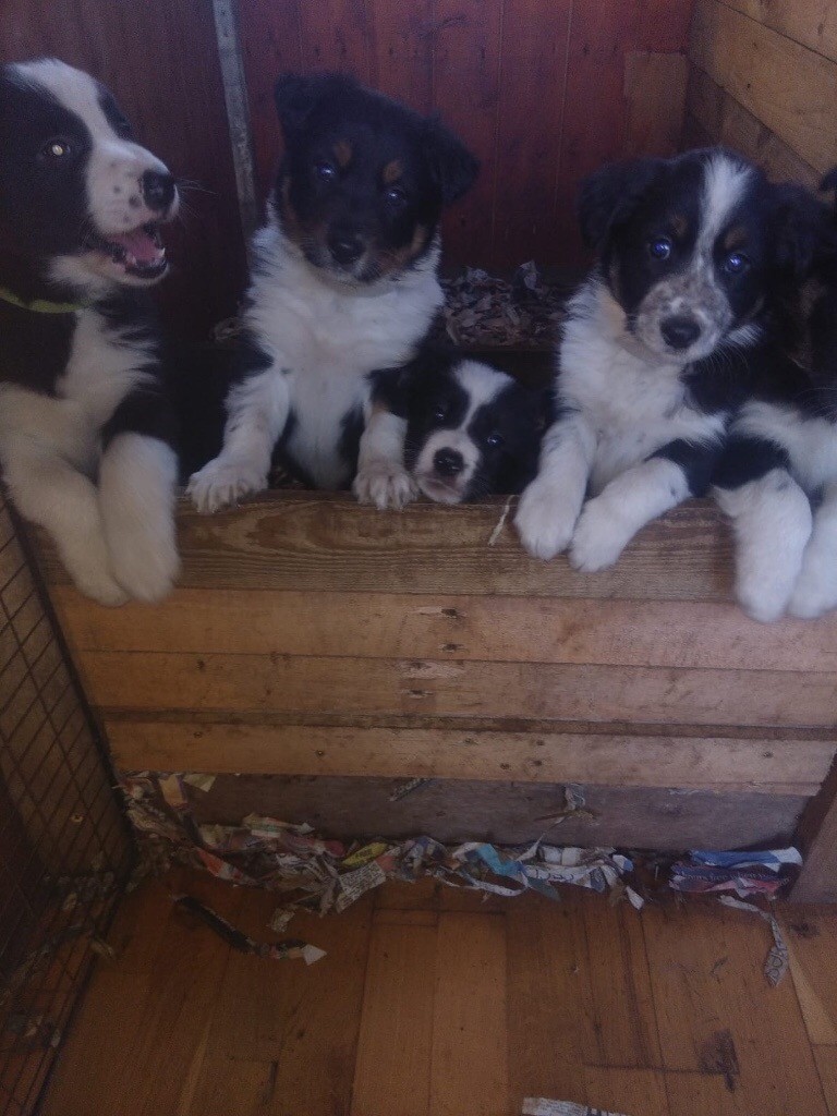Border collie pups for sale in Neilston, Glasgow Gumtree