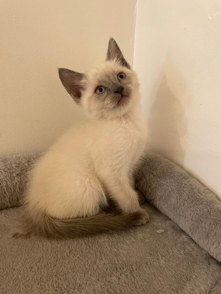 Beautiful ragdoll cross kittens in Hurstpierpoint, West Sussex Gumtree