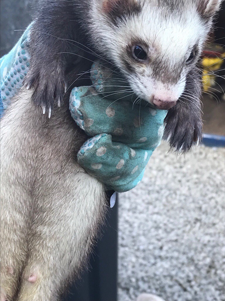 Baby Ferrets for Sale in Silsden, West Yorkshire Gumtree