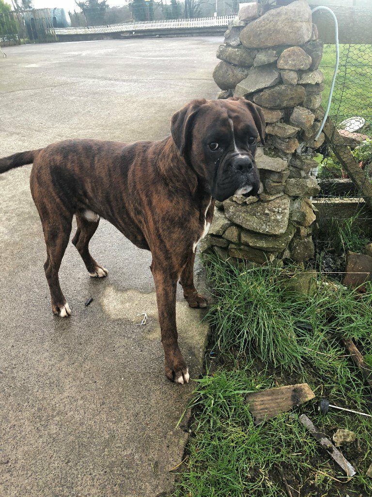 Brindle Boxer Dog in Derrylin, County Fermanagh Gumtree