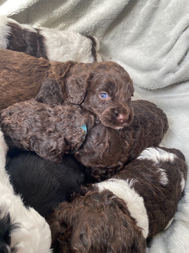 Cockapoo parti puppies in Montrose, Angus Gumtree
