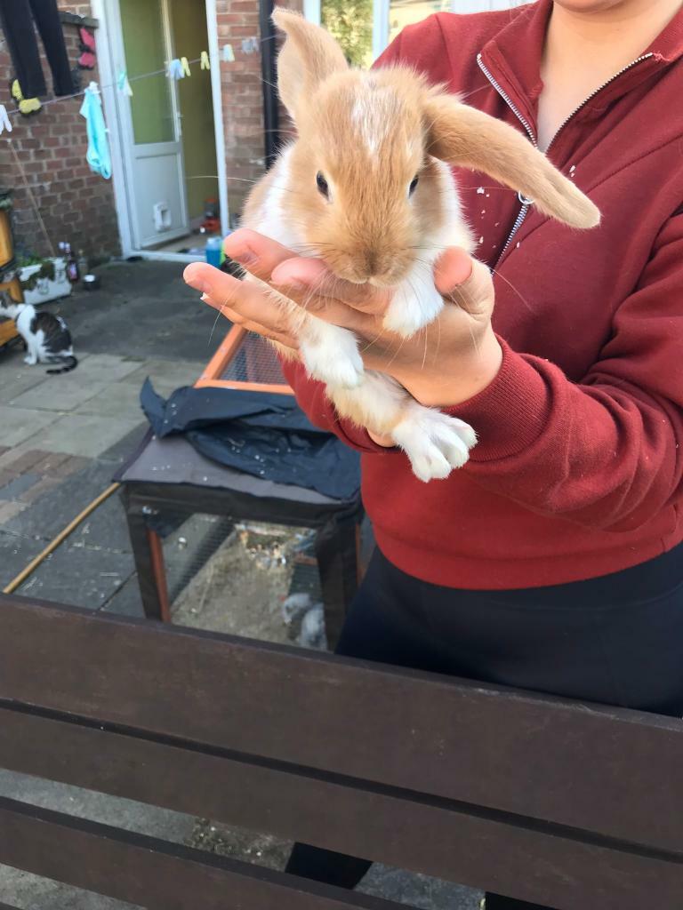 Baby rabbits in Whitchurch, Cardiff Gumtree