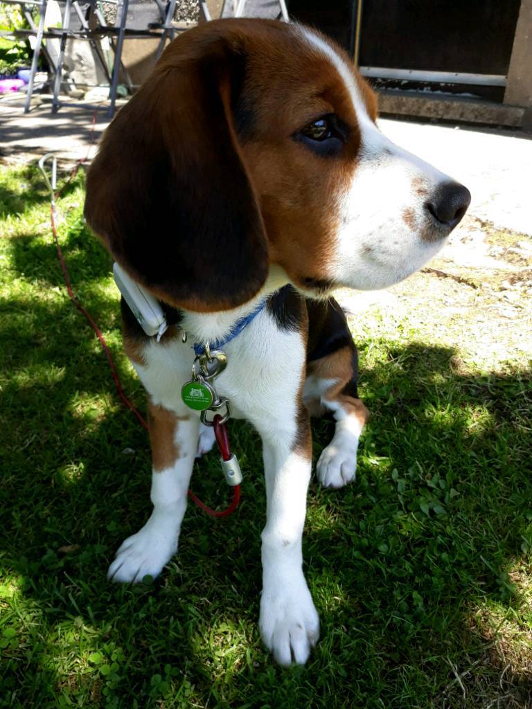 Beagle Harrier pup Bred by the Kenel Club from a line of Champion's