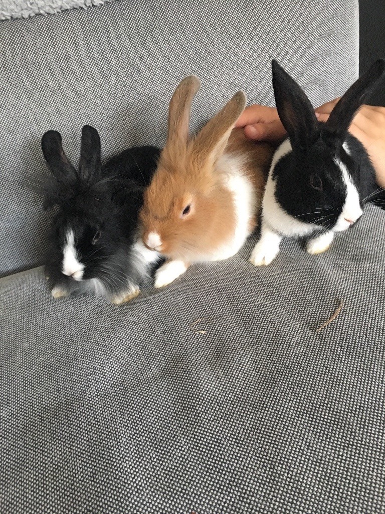 2 Baby Boy Bunnies in Leicester, Leicestershire Gumtree