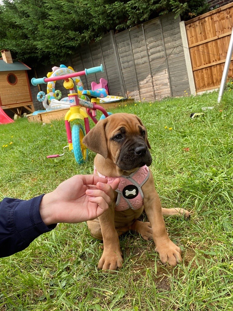 Cane Corso Puppy For Sale in Waltham Abbey, Essex Gumtree