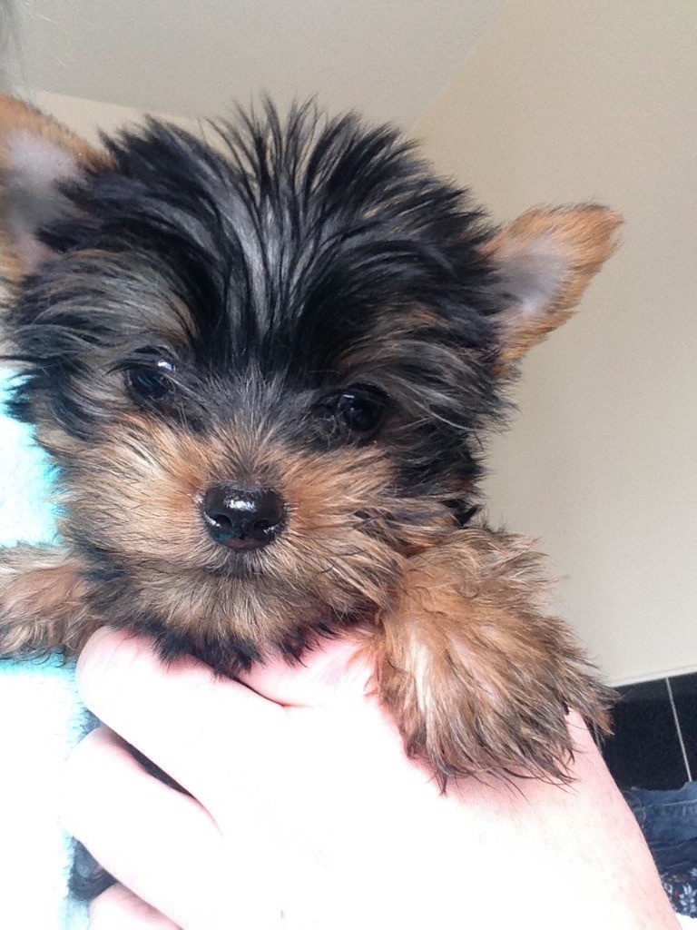 Miniature Yorkshire terrier puppy ready now in Bradford, West