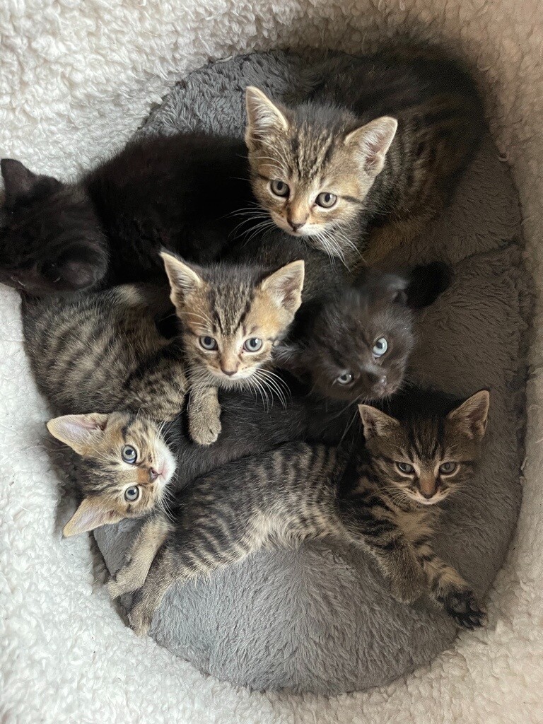 SEVEN KITTENS *** in North London, London Gumtree