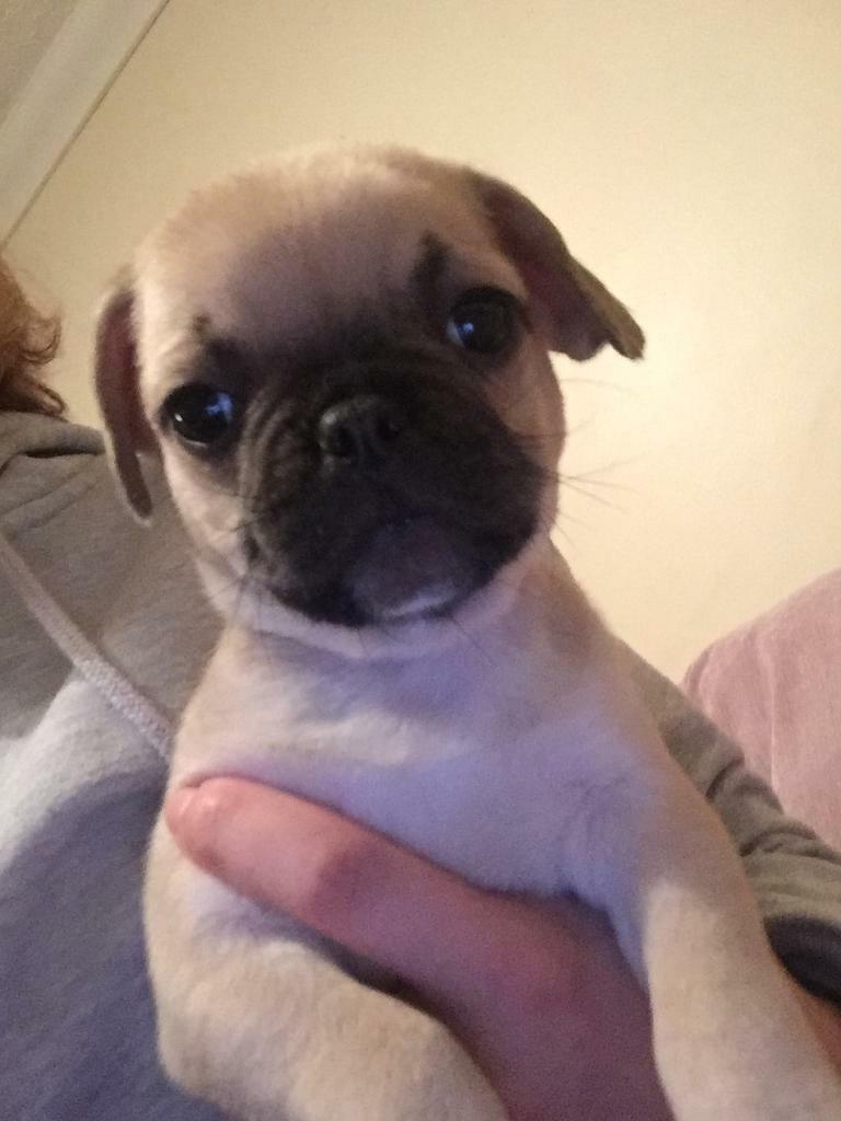 Fawn Frug (Pug x French bulldog) Puppy in Aberdeen Gumtree