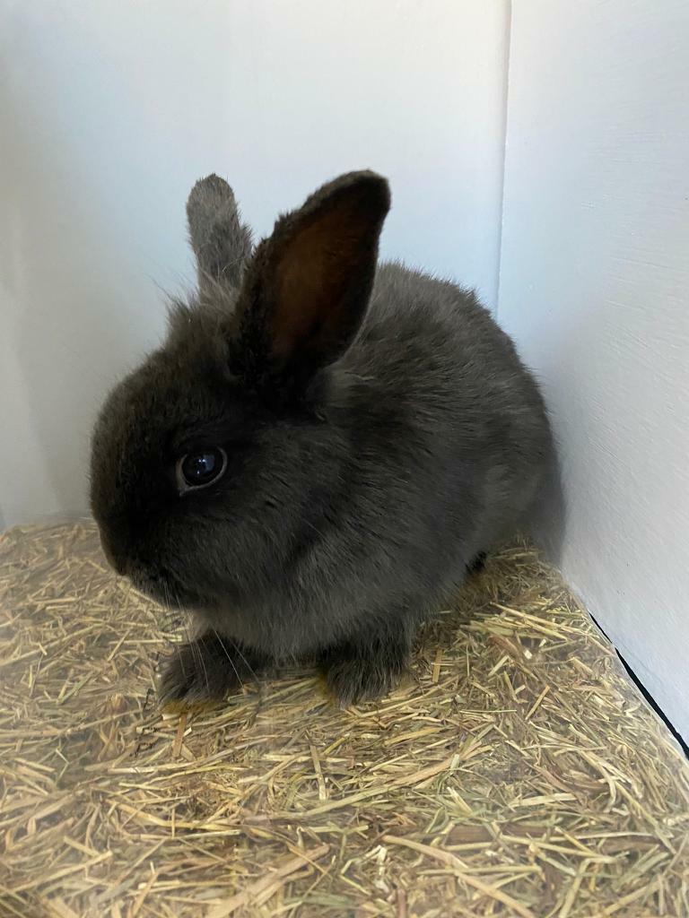 Baby rabbits for sale in Poole, Dorset Gumtree