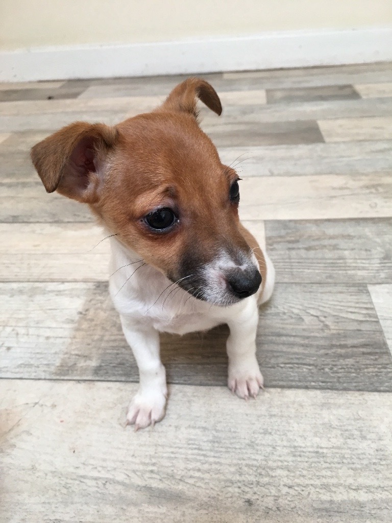 Miniature Jack Russell Puppies in Clackmannan, Clackmannanshire Gumtree