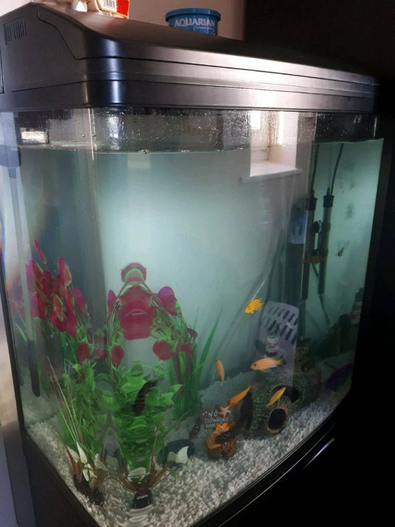 Fish tank in Old Whittington, Derbyshire Gumtree