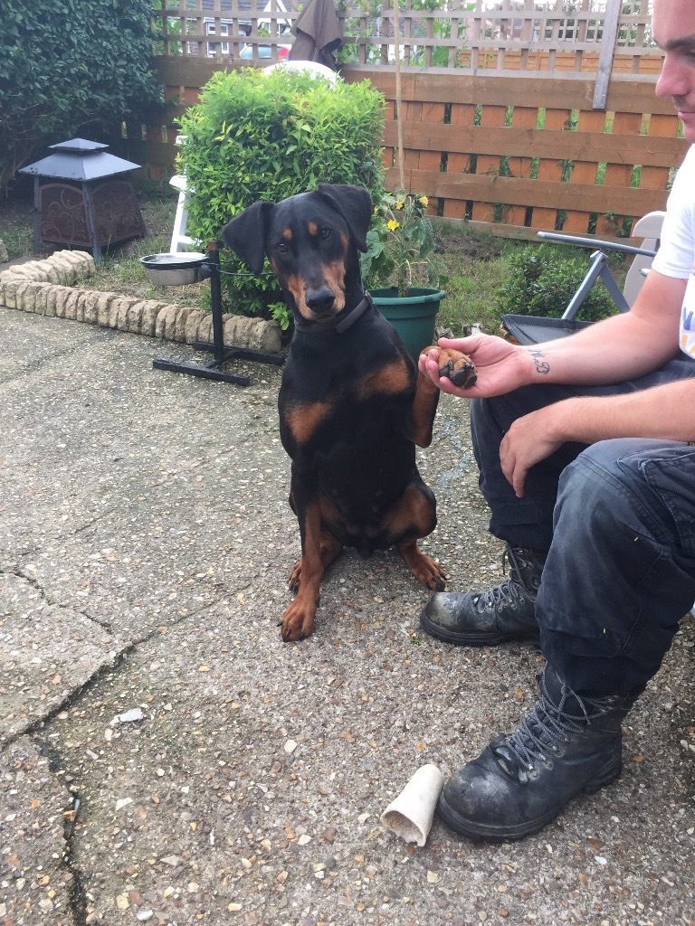 Doberman pinscher Family pet house trained full of energy good fun