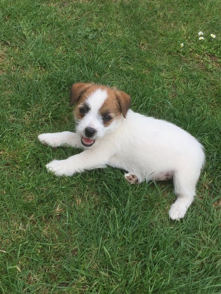 Jack Russell x Yorkie in Waterlooville, Hampshire Gumtree