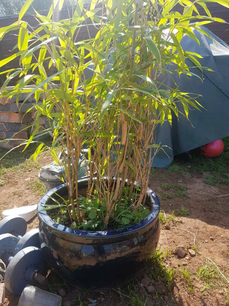 Mature Shrubs in pots in Exeter, Devon Gumtree