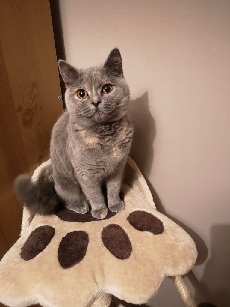 Gccf Pedigree Blue Cream British Shorthair Female In Newcastle