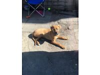 Puppy for rehoming 