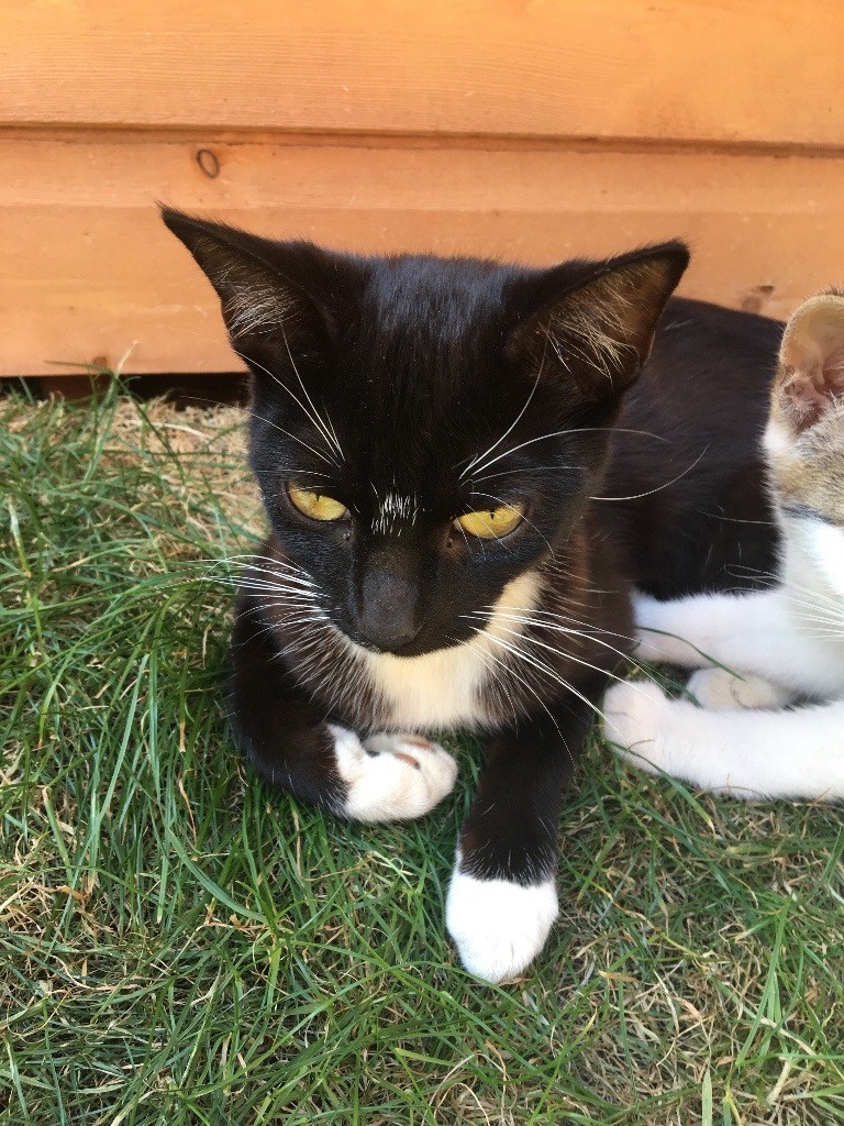 2 female cats free to good home in Brackley, Northamptonshire Gumtree