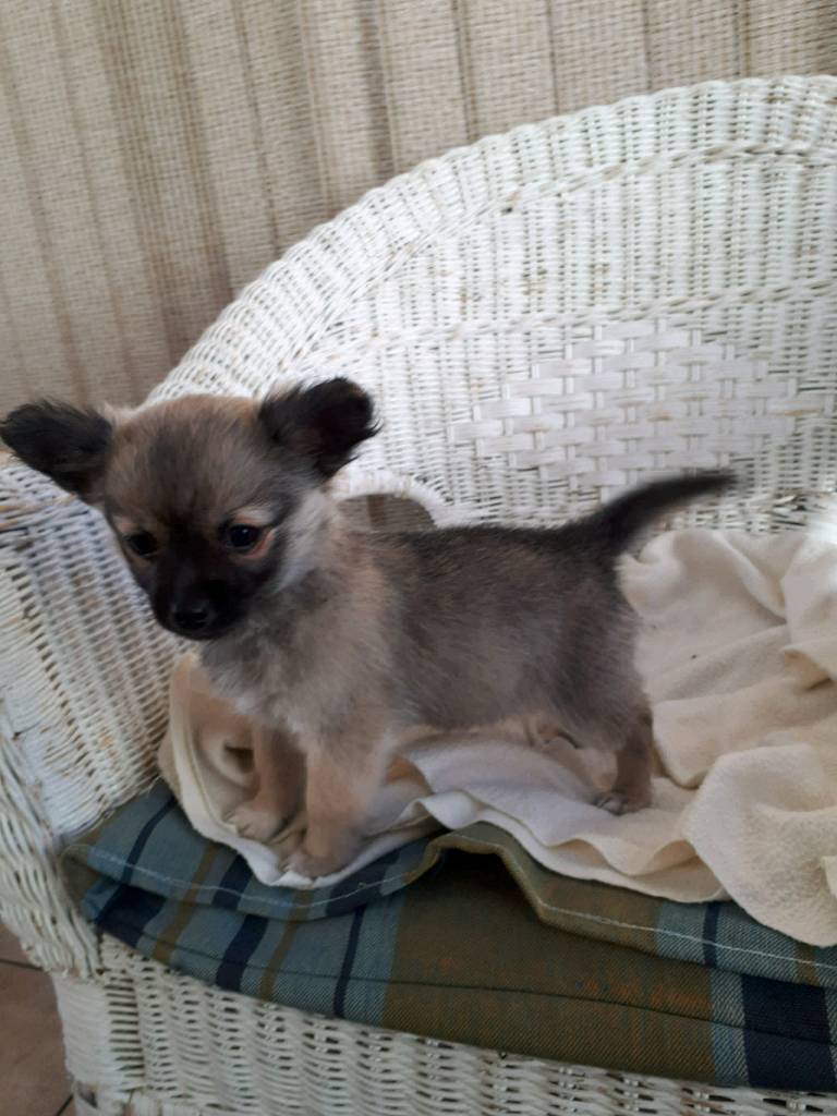 Chihuahua pups long hair 10 weeks old in Carlisle, Cumbria Gumtree