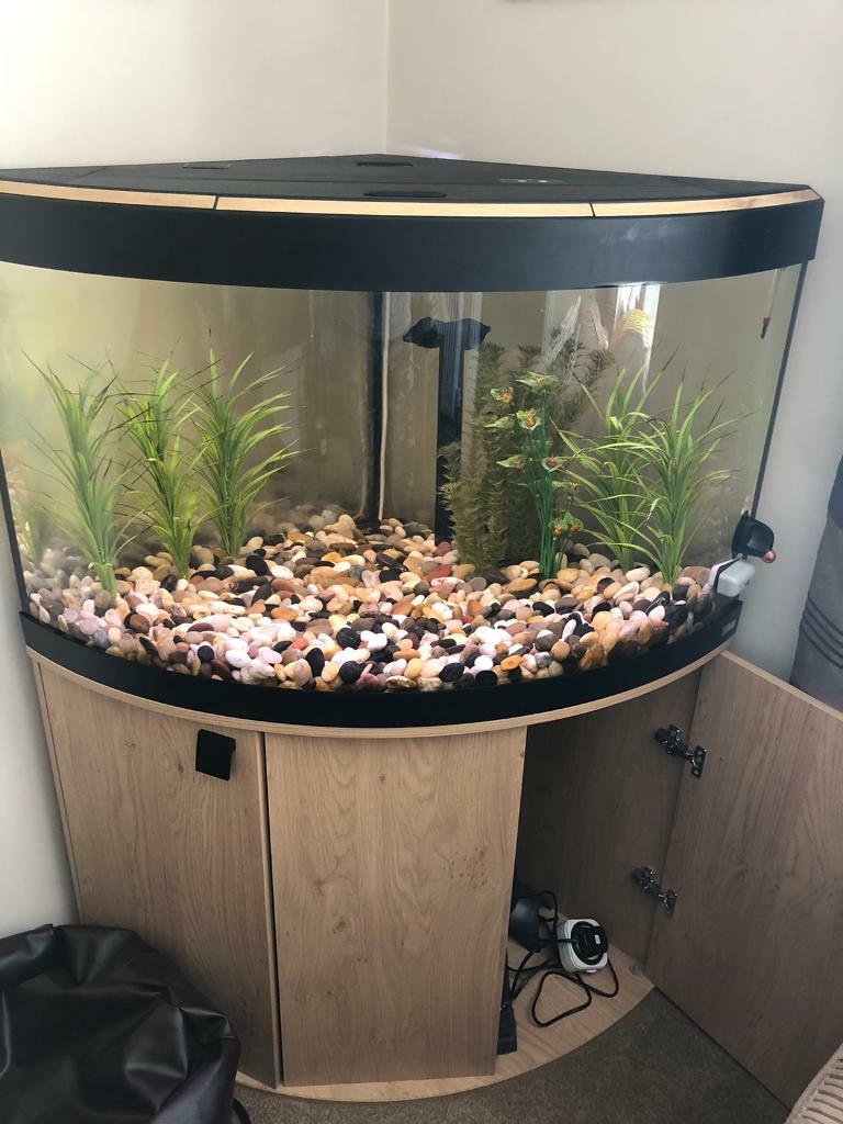Corner fish tank in Bath, Somerset Gumtree