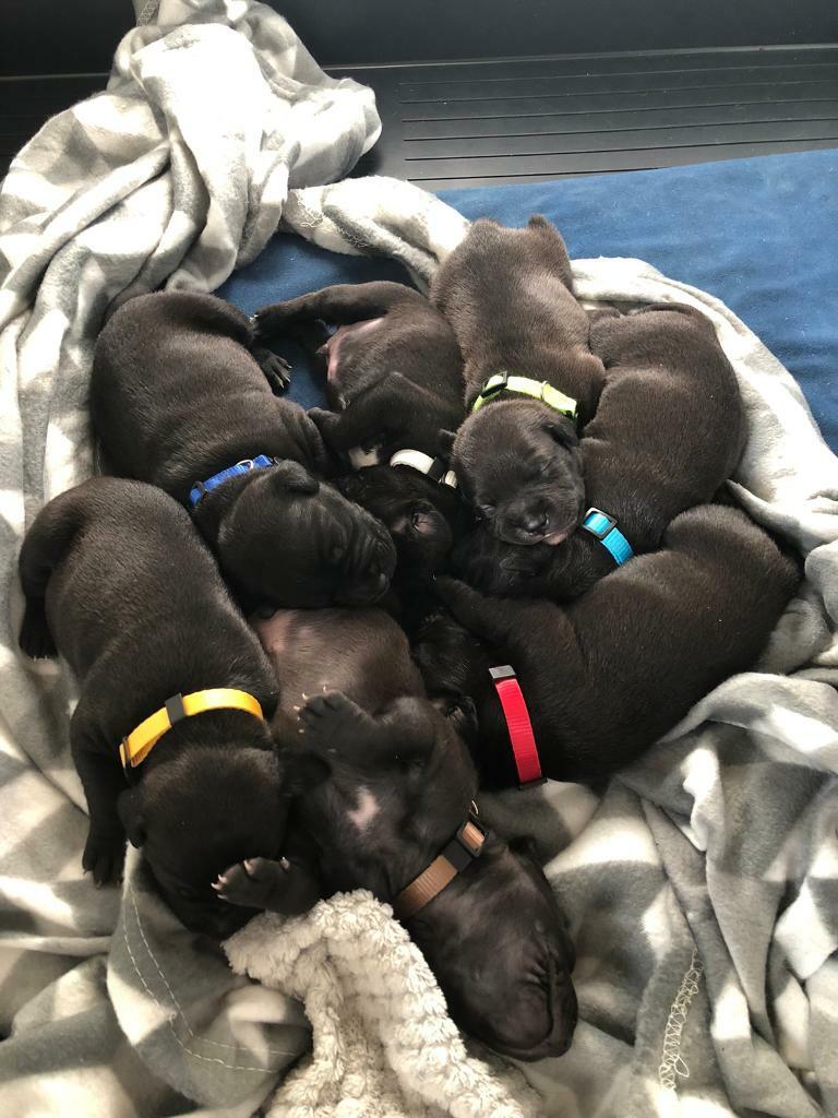 MALE Staffy Pups in Cwmbran, Torfaen Gumtree