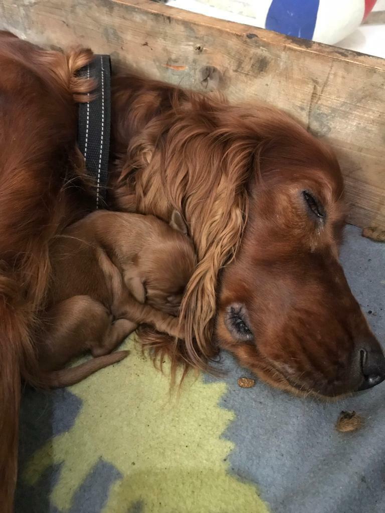 12 Beautiful red setter puppies in Radstock, Somerset Gumtree